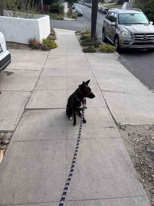 A picture of a black dog named Bowie sitting, taken on May 31 2025 at 6:28 am